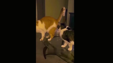 Funny cute cat video.