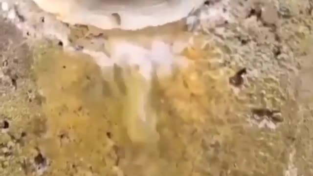 This is a beautiful and charming water-dwelling species