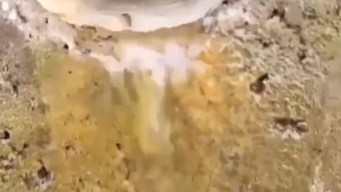 This is a beautiful and charming water-dwelling species