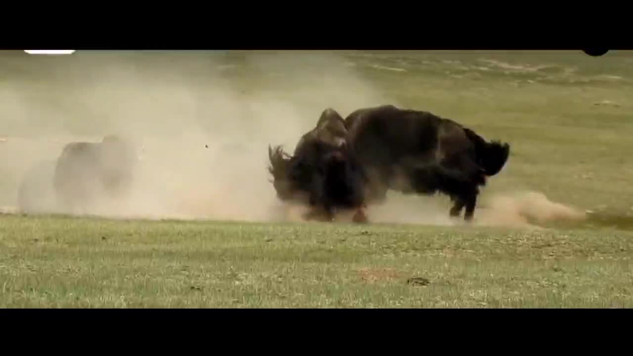 Are you fighting for the yaks