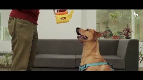 Dog And Man Funny 🤪Moments 🤣 #shortvideo