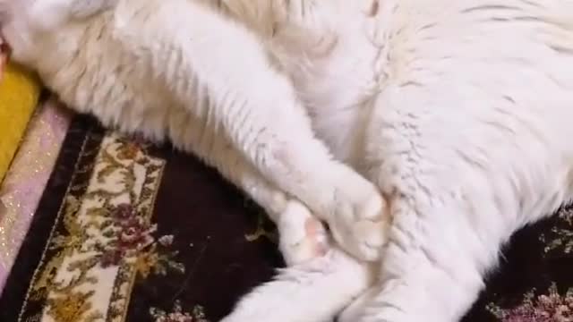 You are my cutest cat