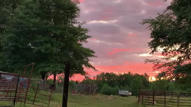 Sunrise hunt for the dogs