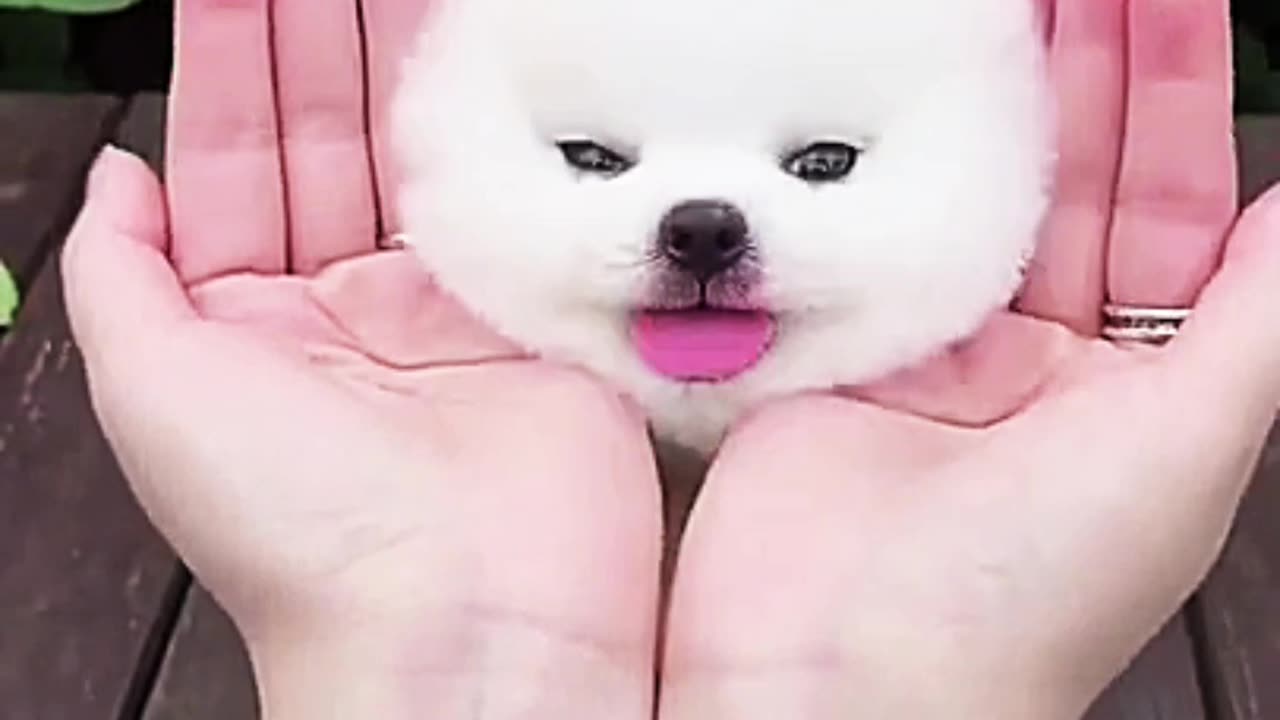 op Doggos, The Cutest and Funniest Moments