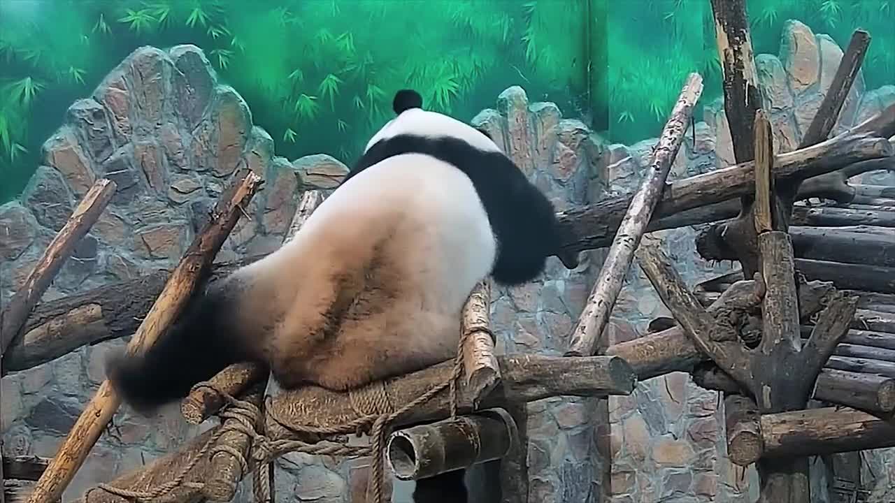 Do not listen to this song for the panda, the music rang the panda disco