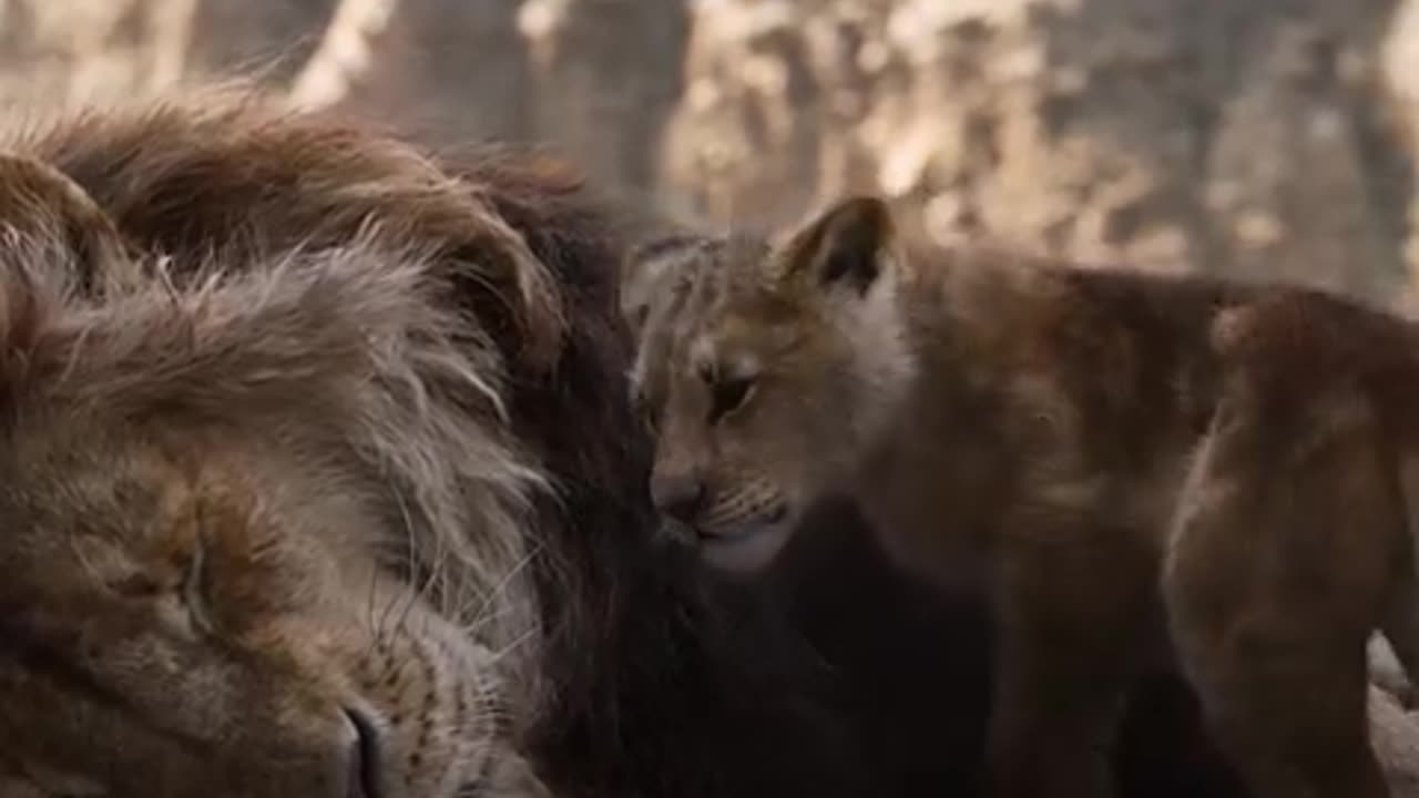 The lion King
