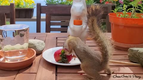 과일 먹는 다람쥐 모습을 본 청설모의 행동은_ What Does A Squirrel Do After A Chipmunk Has Fruit_