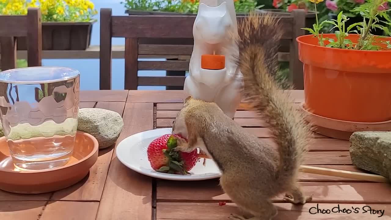 과일 먹는 다람쥐 모습을 본 청설모의 행동은_ What Does A Squirrel Do After A Chipmunk Has Fruit_