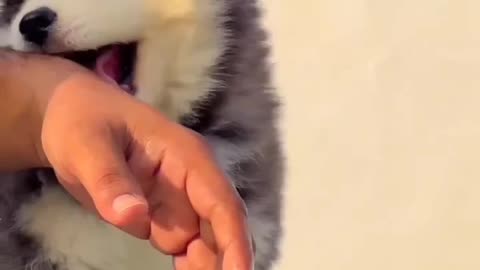 KING Siberian Husky 🔥