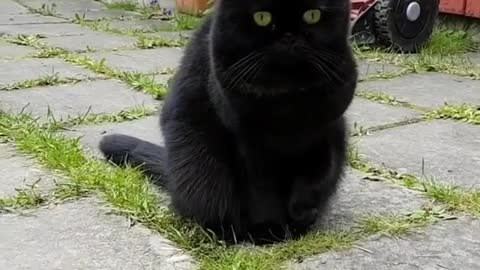 A black cat