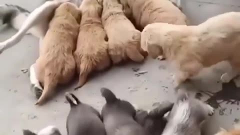 Satisfying animal video make your day