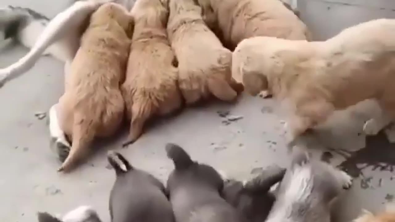 Satisfying animal video make your day