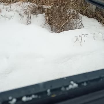 "Snow" on April 4/23 near Edmonton, Alberta