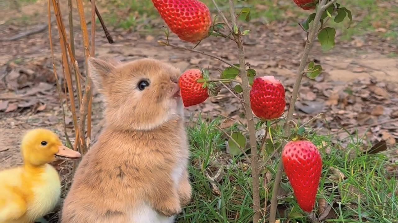 Cute baby rabbit 🐰😀🐰