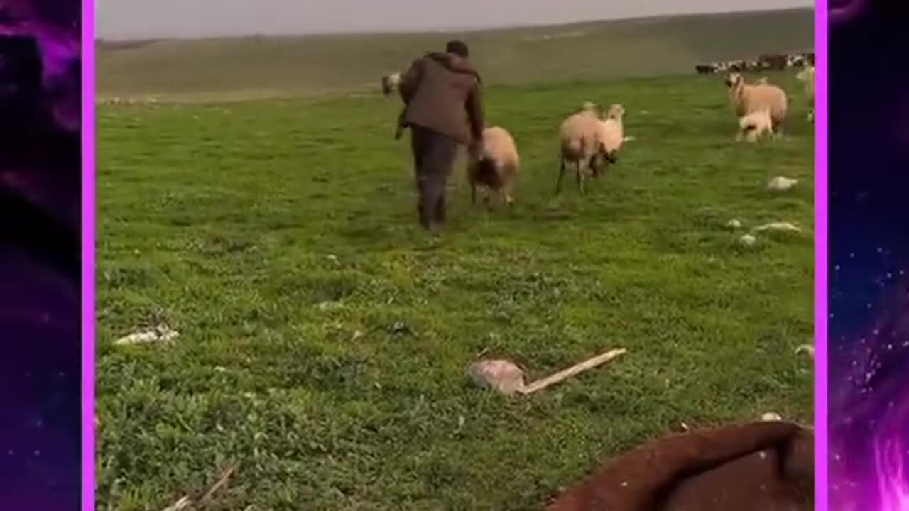 Hungry Sheep