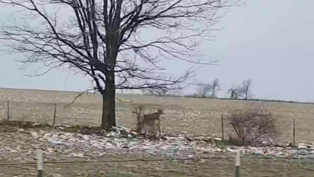 Deer Fails to Stick the Landing