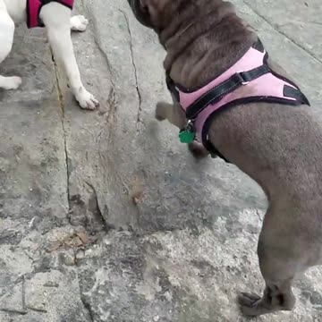 Beatrice Tugs Back #shorts #thewrinklesquad #sharpei plzz Respect Animal 2023