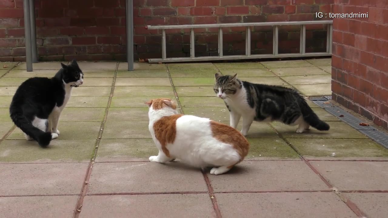 Real Cat Fight