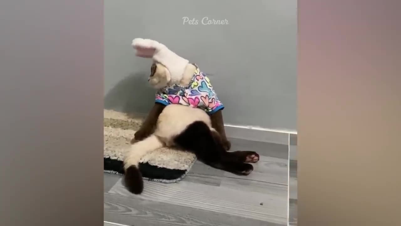 Funny cats and dogs