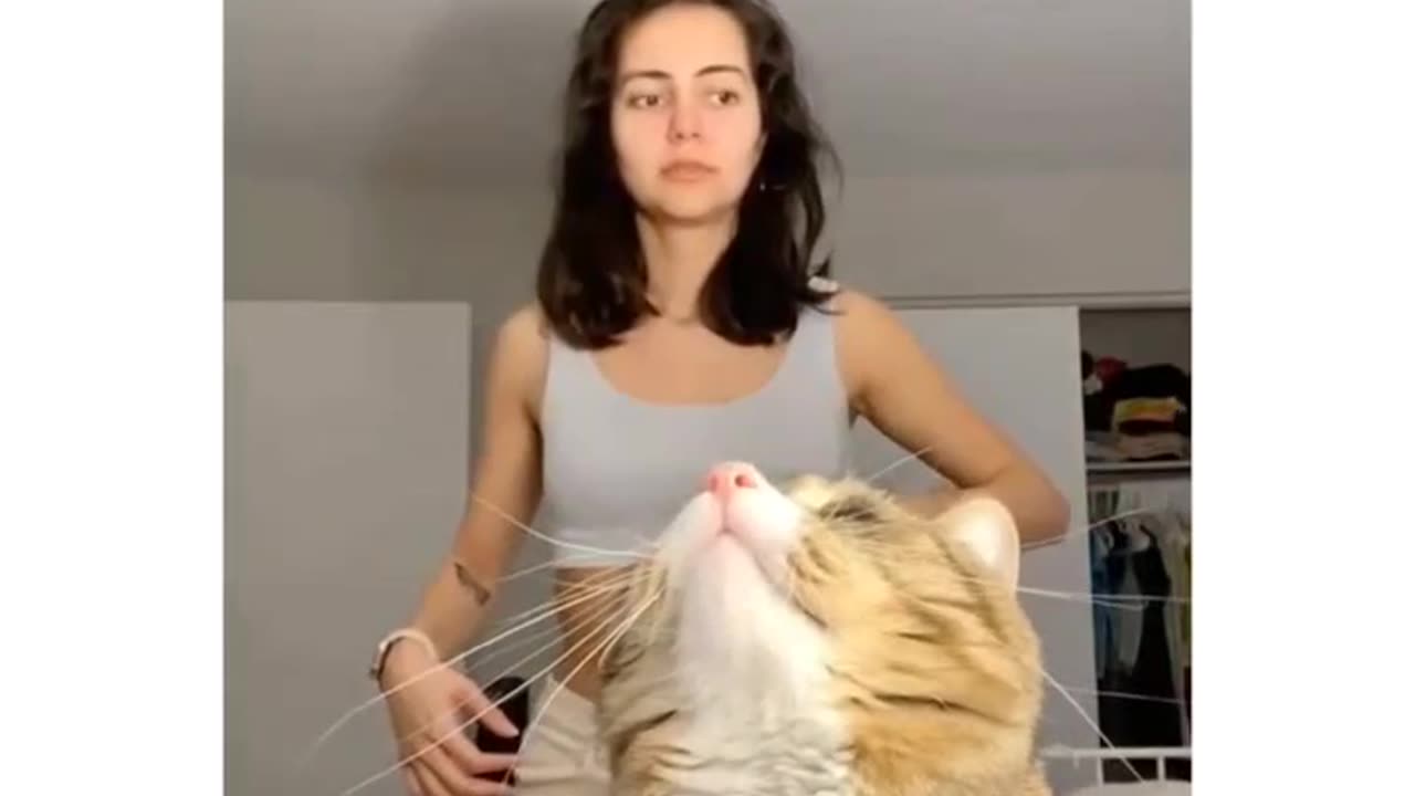 Funny Animal Video
