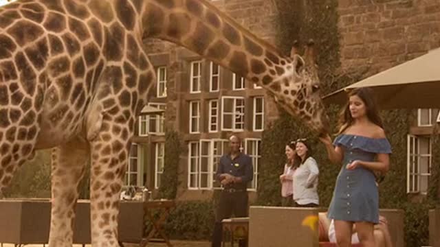 Would you like to go there 🦒 🌍