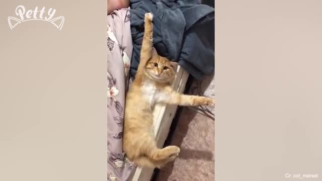 Funny Cats 😹 - Don't Try To Stop Laughing 🤣 - Funniest Cats Ever Funniest Cat Ever