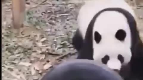 Video Hewan Panda yang Lucu