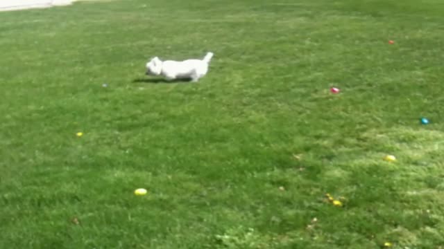 Little White Dog Adds Smelly Surprise To An Easter Egg Hunt