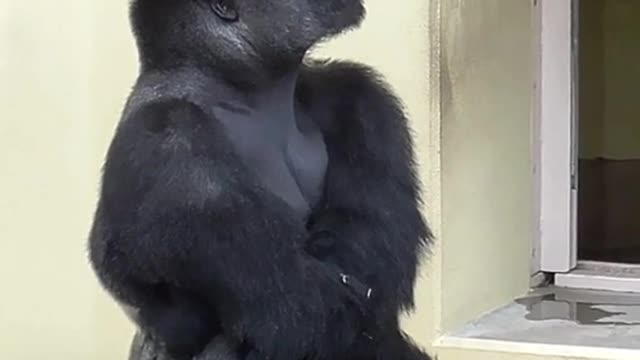 Silverback curious about thunder