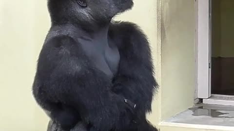 Silverback curious about thunder