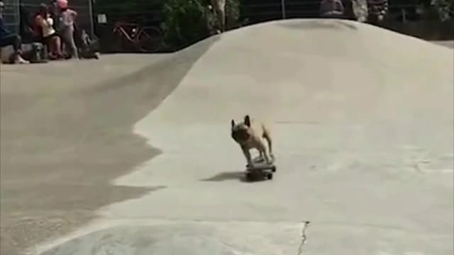 Skateboarding Dog