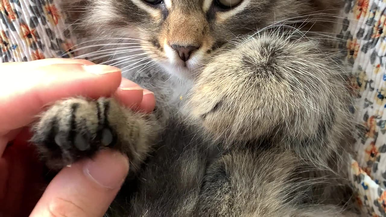 Playing with a cute cat