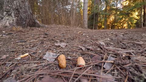 GoPro escondida capta a una ardilla saboreando unos maníes