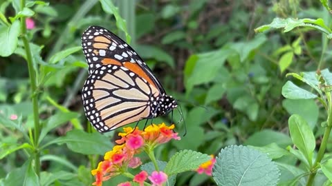 Monarch visiting at home April 1 2024