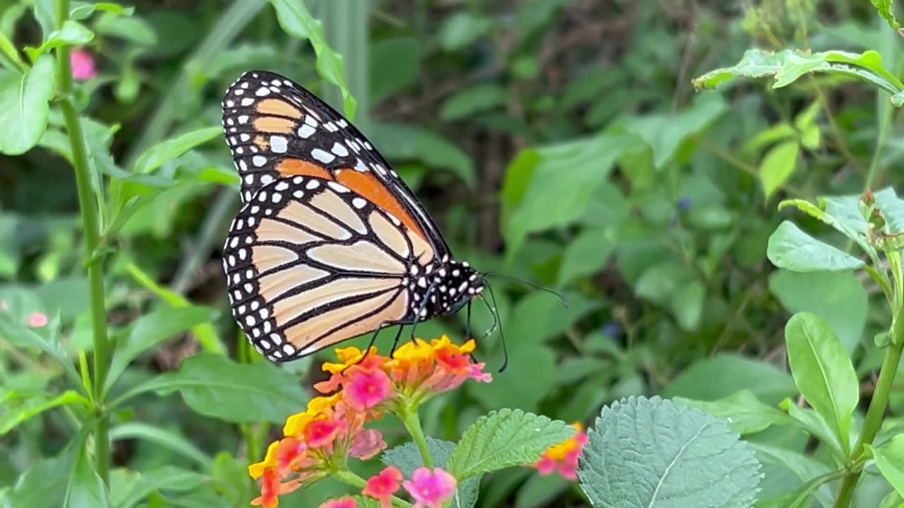 Monarch visiting at home April 1 2024