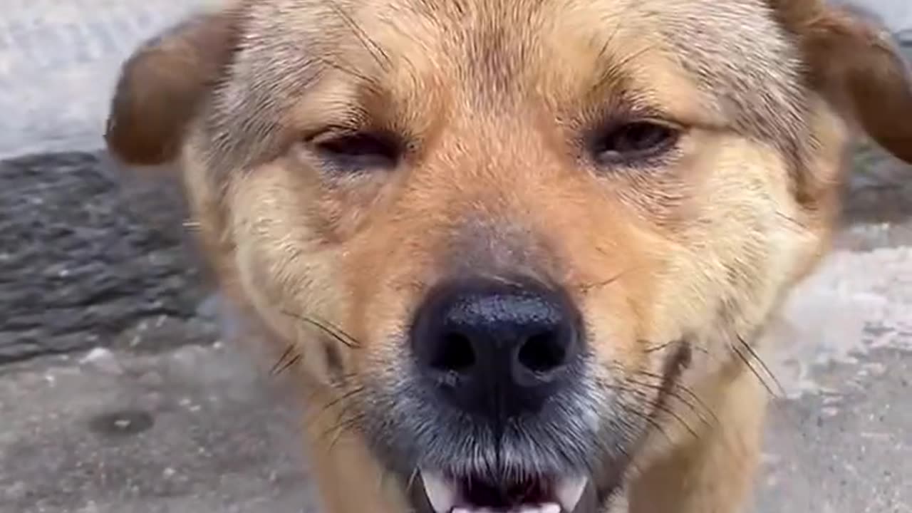 Funny dogs 🐕 trending video