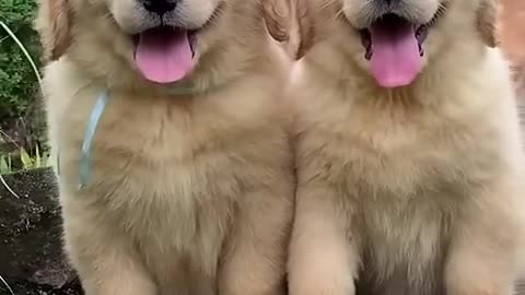 Fluffiest Golden retriever Puppies