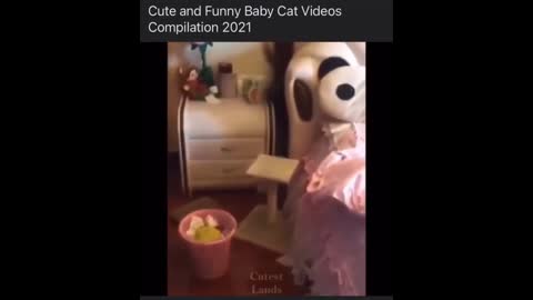 Cats Funny Videos - Cute Cats - Crazy Cats S2 S2 S2