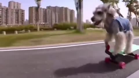 The dog rides a skateboard