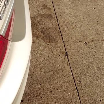 Half-eaten tortillas on my car 🚗