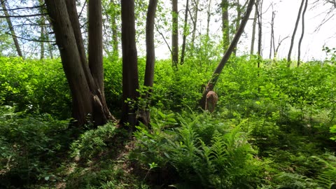 🦌2024🦌 Met Bambi The Deer In Real Life Deep in the Woods. 🍃🌴🍁