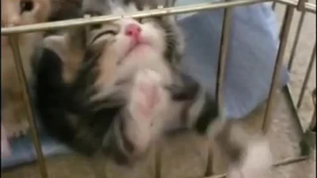 kitten stuck in a cage.