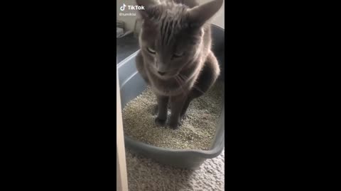 y animal videos 2021 and 2022 😺 - funniest dogs and cats videos 🤣