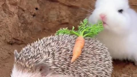 rabbit eating carrot