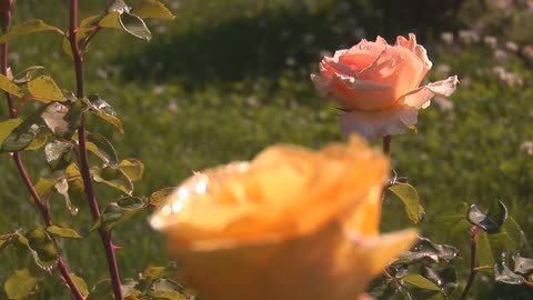 A beautiful and charming flower blossomed in the sunshine