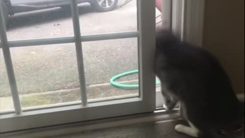 Funny Cats Jump Shocked |4K| best 2024