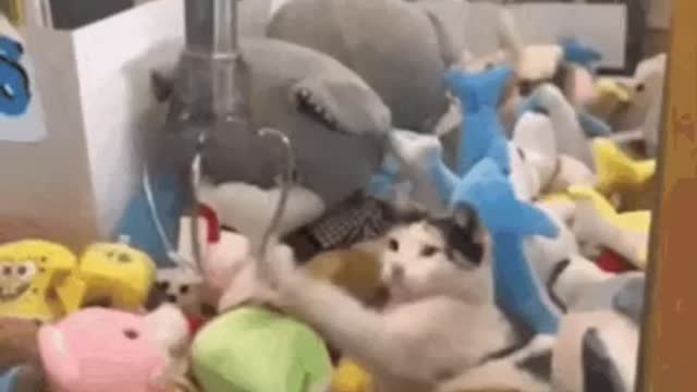 Cute Cat Claw Machine Gif! 🥰💗🐈