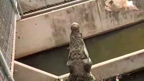 Crocodile