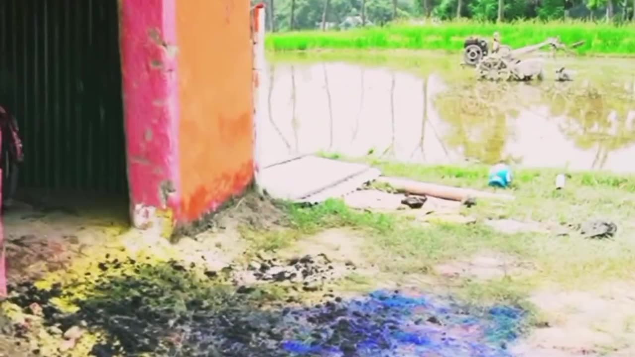 Comedy video