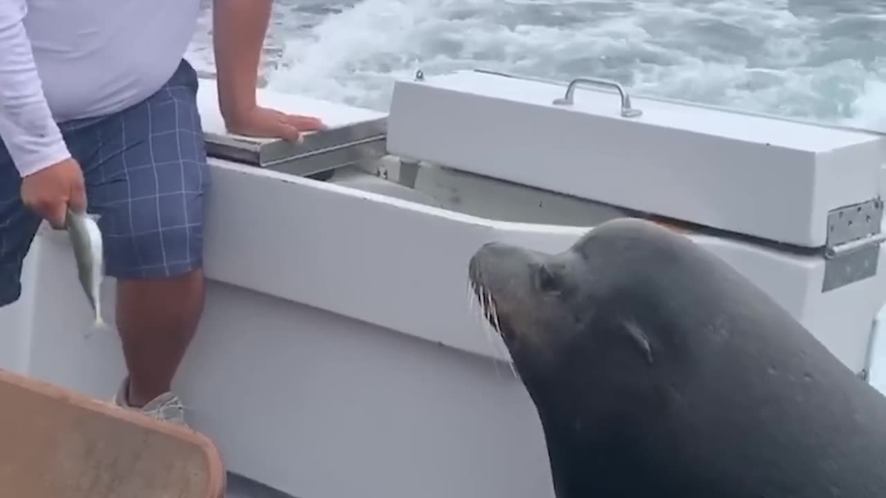 Sea Lion LEAPS onto Boat for Fish!